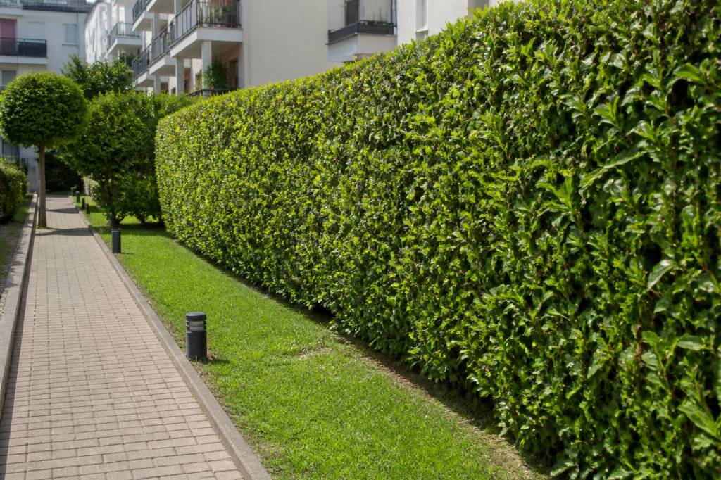 Obligation d’entretien jardin privatif en copropriété