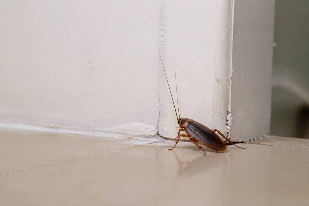 Blatte dans maison propre : quelles causes et quelles solutions en copropriété ?