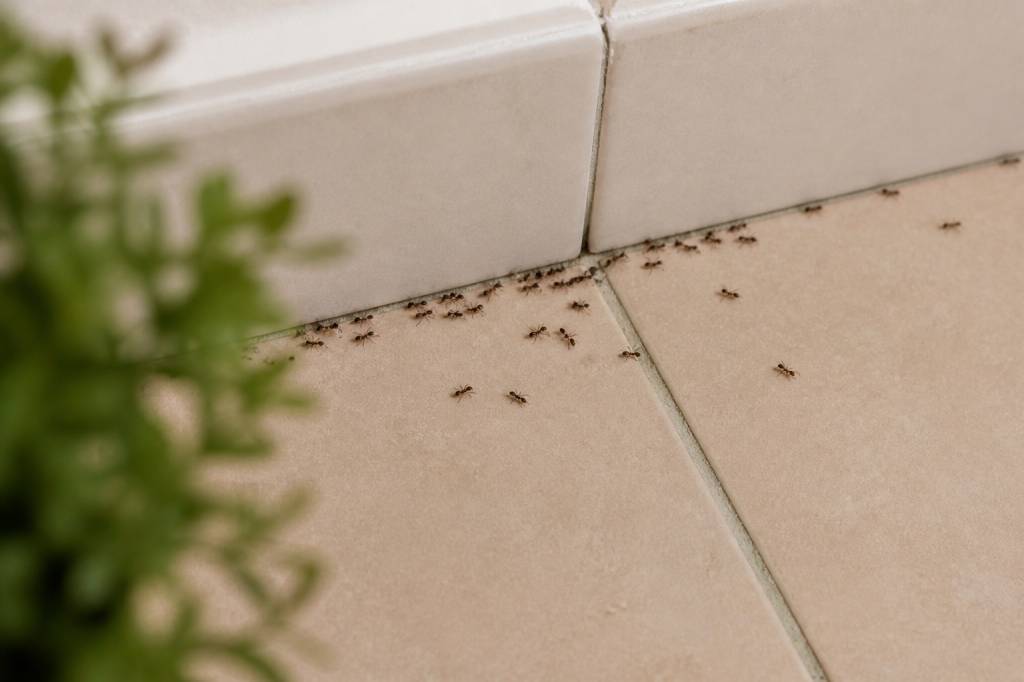 Anti fourmis naturel maison : les solutions efficaces pour protéger votre logement