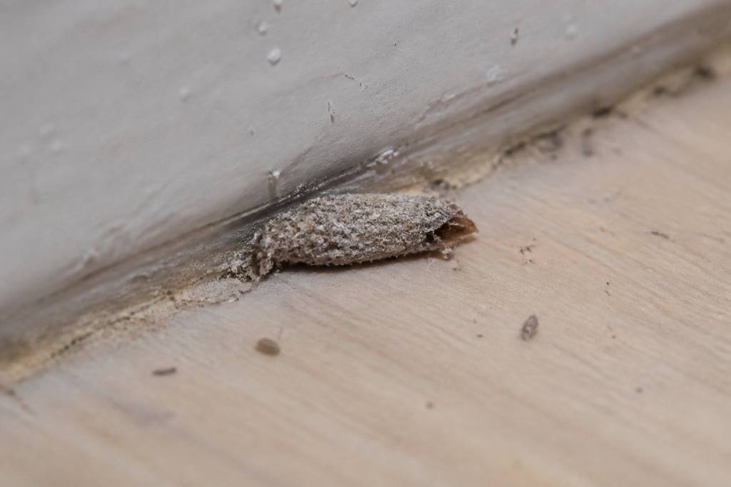 Cocon poisson d'argent : comment l’identifier et prévenir une infestation en copropriété